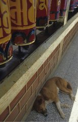 Hund schläft  der entlang eines Gebetsrads liegt