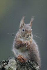 Eurasische rote Eichhörnchen isst einen Samen auf einem Stumpf