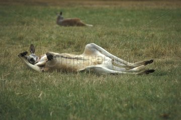 Kangourou roux sur le dos SA Australie