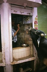 Mann  der eine heilige Kuh Varanasi Indien fÃ¼ttert