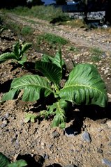 Seedlings of large tobacco Andorra
