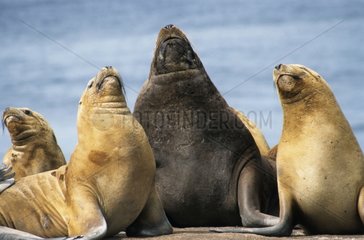Group of south american sea lion dansing Falklands