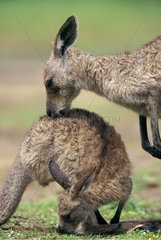 Female Eastern Grey Kangaroo washing its small