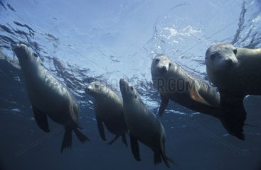 Australian Sea Lions swimming in surface South Australia