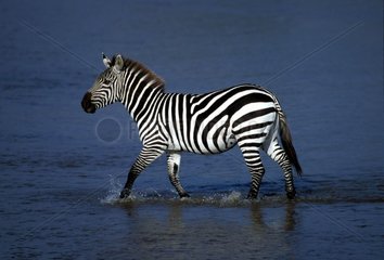 Zèbre de Grant marchant dans l'eau Kenya