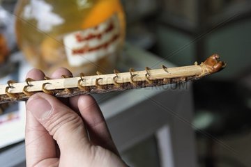Dried Scolopendra and eggs of snake in a bottle Viêt Nam