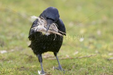 Carrion Crow collecting feathers - Luxembourg