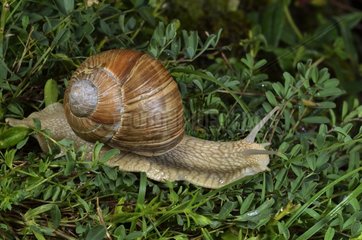 Burgundy snail - Plan de Tuéda Alpes France