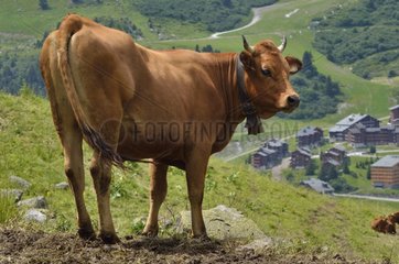 Tarentaise cattle to pasture and housing - Alpes France