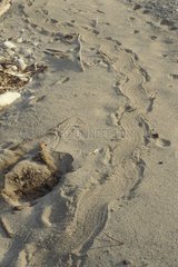 Trace de castor dans le sable France