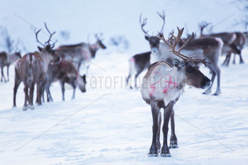 reindeers in Northern Finland