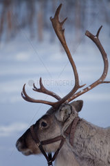 reindeers in Northern Finland
