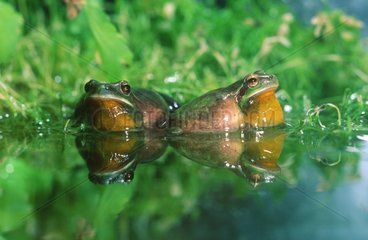 Two Tree frogs male croaking