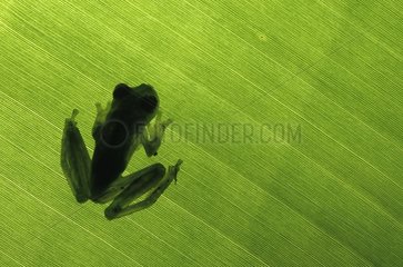 Grainy Cochran Frog Nicaragua