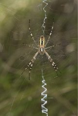 Wasp Spider on its cobweb Doubs France