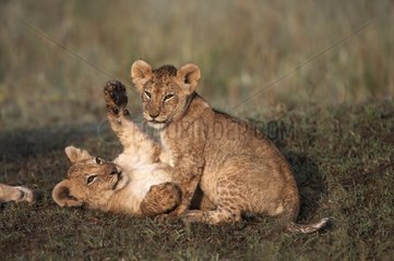 Löwenjungen spielen im Reservat von Masaï Mara Kenia