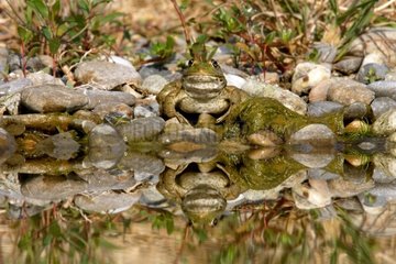 Grüner Frosch am Rand eines Provence Garden Teiches