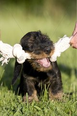 Master stimulating his Wire-haired Dachshund puppy with toy