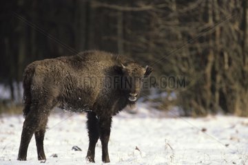 Young Bison of Europe in the snow in Poland