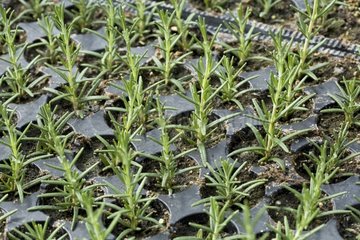 Cuttings of Rosemary Provence
