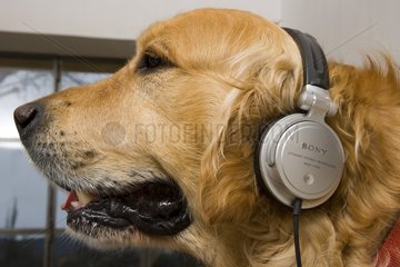 Dog relating of the ear-phones to the ears France