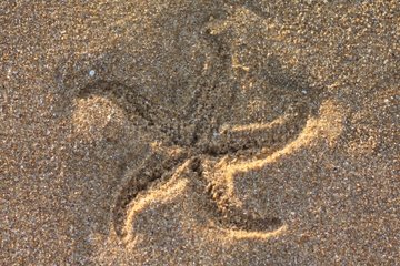 Print of Star fish in sand Oléron island France