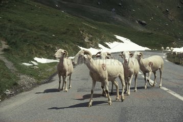 Sheeps on a pass road Hautes-Pyrenees France