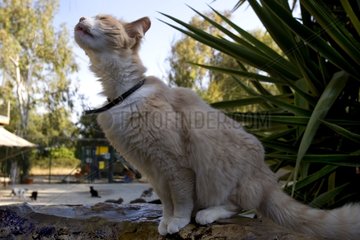 Katze sitzt in einem Heiligtum für Katzen Zypern