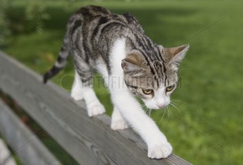Tabby European cat walking balanced on a bench France