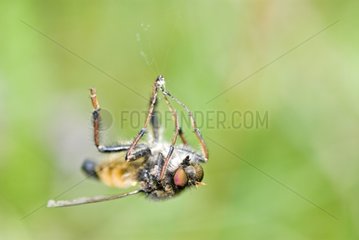 Fliege in einem Spinnweb gefangen
