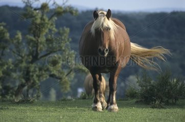 Pferd Comtois beachtet Frankreich