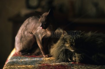 PortrÃ¤t von zwei Katzen mit und ohne Haare Frankreich