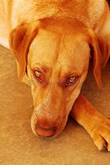 Portrait d'un chien bâtard dépressif