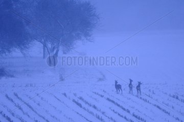 Group of European Roe Deer at sunrise in winter Vosges