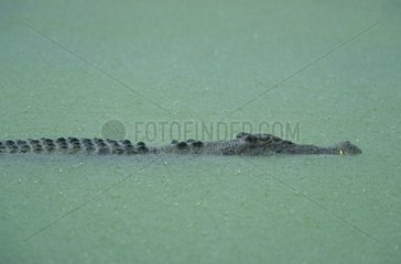 Crocodile marin nageant sous la pluie Australie