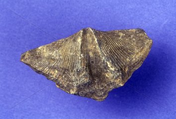 Fossil von Spirifer aus dem Primärera