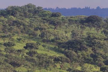 Woodland - Ruvubu National Park Burundi