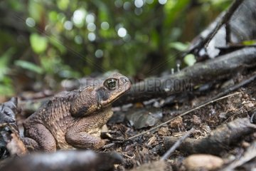 Marine Toad undergrowth - Barro Colorado Panama
