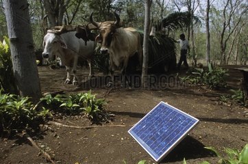 Solarmodule und Kühe reservieren Domitila Nicaragua