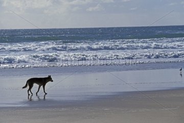 Dingo walking on the beach Queensland Australia
