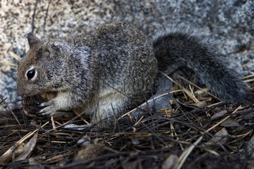 Ground Squirrel Yosemite National Park California USA