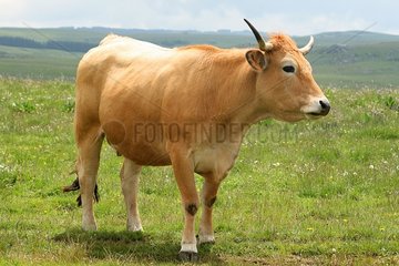 Aubrac cow in a meadow Aubrac Lozère Fance