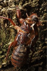 Molt of tropical Cicada on a trunk Gunung Leuser Sumatra
