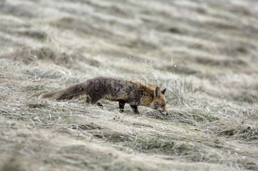 Red fox searching for food savoie France