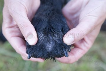Close-up on paw and claws of a black Labrador France