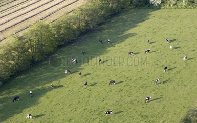 Air shot of a grazing herd of Holstein cows France