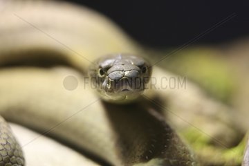 Front shot of a King Cobra ready to attack