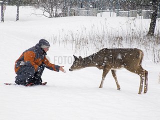 Hiker approaching a White-tailed deer in the snow Quebec