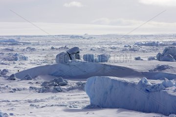 Sea ice Antarctic Peninsula