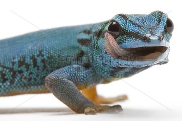 Turquoise Dwarf Gecko studio